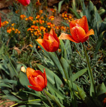 Tulpen. Farbenfrohe Frühlingsboten_3. von li-lu