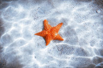 Starfish on a Sandy Sea Bottom by Tanya Kurushova