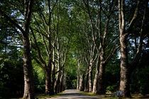 Allee  by arthouse-pictures