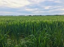 Rye field von giart