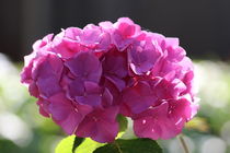 Hortensie rosa by alsterimages