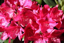 Rododendron pink von alsterimages