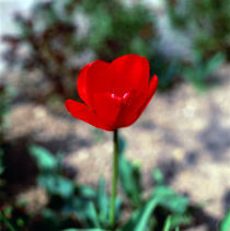 Rote Tulpe_3 von li-lu