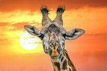 Giraffe portrait against sunset von Claudia Schmidt