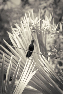 Humming Bird in Tropical Carden by Tanya Kurushova