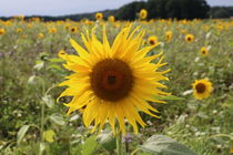 Sonnenblume von alsterimages
