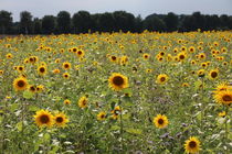 Sonnenblumenfeld by alsterimages