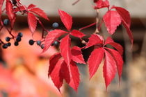 Jungfernrebe rot Herbst von alsterimages