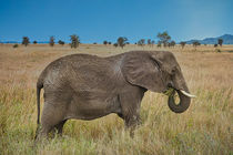 Elephant in savannah against blue sky von Claudia Schmidt