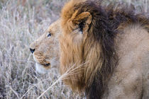 Male lion in profile against savannah grass by Claudia Schmidt