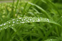 Rain Drops on Green Grass by Tanya Kurushova