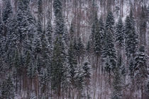 Pine trees forest  von Diana Boariu