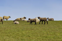 Schafe auf dem Deich by Heidi Bollich