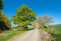 Landschaft mit Straße und Bäumen bei Kuchelmiß von Rico Ködder