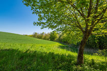 Landschaft mit Feld und Bäumen bei Kuchelmiß by Rico Ködder