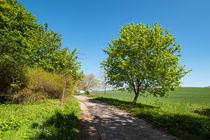 Landschaft mit Straße und Bäumen by Rico Ködder