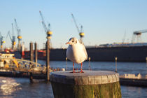 Harbour Seagull by Julian Berengar Sölter