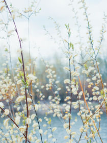 Blooming willow III von Andrei Grigorev