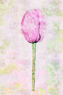 Tulpe Aquarellmalerei  by Petra Dreiling-Schewe
