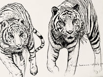 2 Tiger by hanna streif
