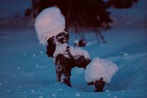 Snow puppy von Ilkka Tuominen