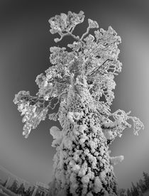 Staue of snow tree by Ilkka Tuominen