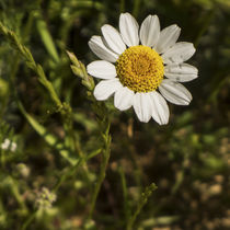 white daisy flower	