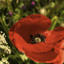 red poppy flower in field	