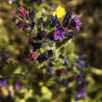 wildflowers purple flowers	