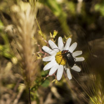 beetle on daisy	