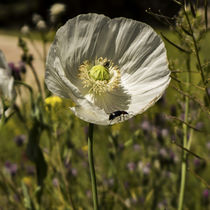 white poppy flower in the field	