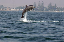 Übermut von Gesellschaft zur Rettung der Delphine e.V.