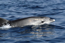 Meer erleben von Gesellschaft zur Rettung der Delphine e.V.