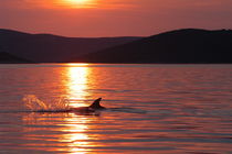 Abendhimmel über der kroatischen Adria by Gesellschaft zur Rettung der Delphine e.V.