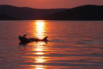 Delfinspiel im Abendrot von Gesellschaft zur Rettung der Delphine e.V.