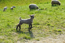 Lamm und Schafe by Franziska Hub