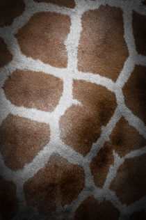Giraffenfell von Krystian Krawczyk