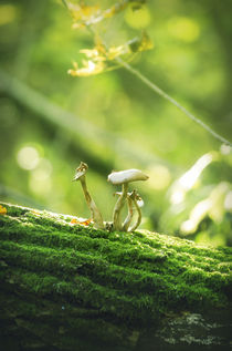 Mushrooms by Tanya Kurushova