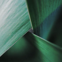 Leaf edges by Andrei Grigorev