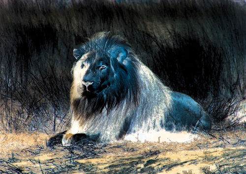 Lion-waiting