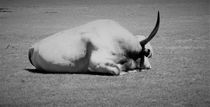 Sleeping Longhorn Cattle