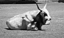 Grey Longhorn cattle by Franziska Hub