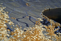 Infrarotaufnahme der Weinberge an der Moselschleife bei Piesport von bauer-photography