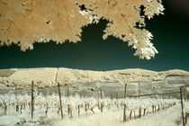 Blick über die Weinberge bei Trittenheim an der Mosel (Infrarot)