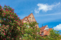 Historische Gebäude und blühende Bäume in Rostock by Rico Ködder