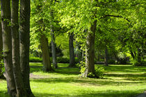 Bäume im Park by Rolf Müller
