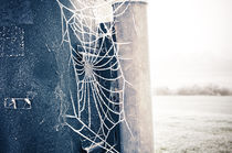 Cold Spider by Thomas Schaefer