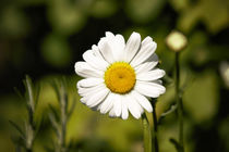 Daisy Gänseblümchen zart licht hell Wildkräuter Heilpflanze