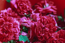 Damaszener Rosenblüten rot pink Blüten Potpouri Heilpflanze
