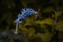 Griechisches Basilikum Wildkräuter Pflanze blau Portrait von Christine Maria Grosche